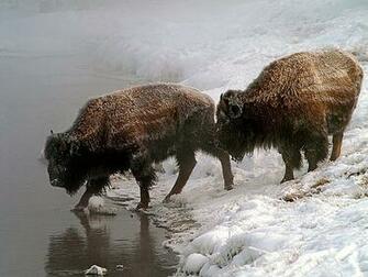 Funny Buffalo Wallpaper Unique Animal