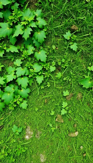 Green Camouflage Wallpaper