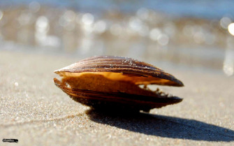 Mussel Wallpaper HD