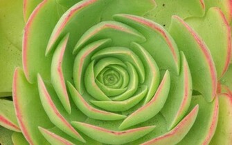 Green Flower Background