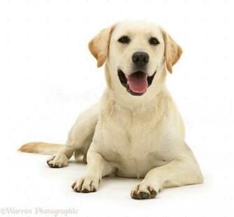 Yellow Labrador Bitch Lucy