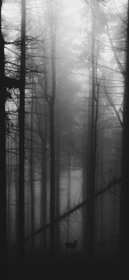Black And White iPhone Wallpaper