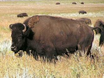National Park Buffalo Bison Computer Desktop Background Wallpaper