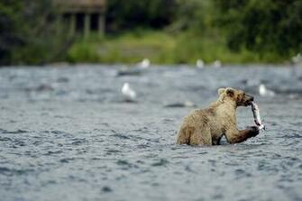 Bear River Salmon Fish H Wallpaper