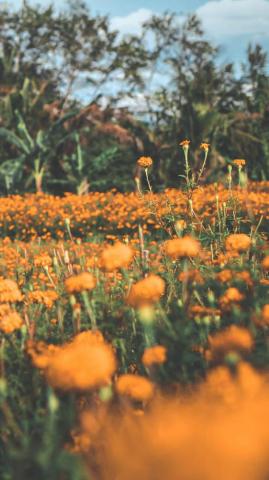Celebrating Summer With Wildflower iPhone Wallpaper Preppy