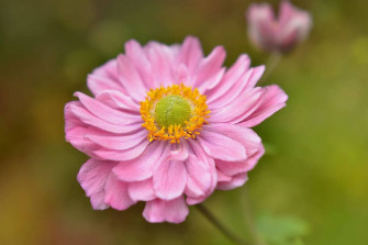 Anemone Digital Flower Wallpaper