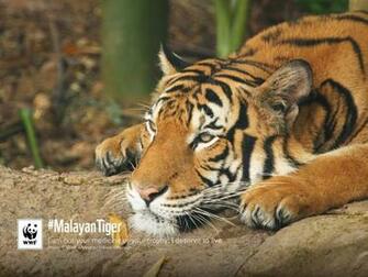 Wwf Animals Wallpaper Galleryhip The Hippest Pics
