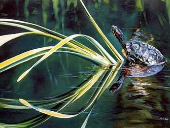 Related Wallpaper Animals Turtles Turtle