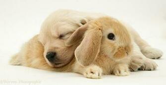 Pets Baby Sandy Lop Rabbit With Golden Retriever Pup Photo Wp13663
