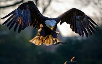Eagle Wallpaper Background