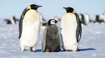 Emperor Penguin HD Wallpaper Background Image