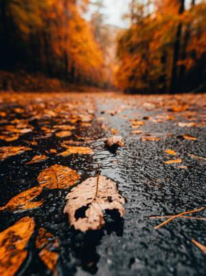 Rain Wallpaper Background For