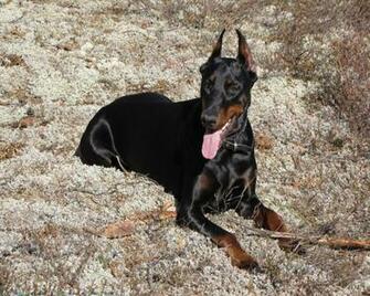 The Doberman Dog Desktop Wallpaper Pictures Online For Pc