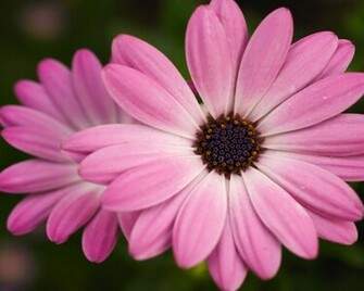 Flowers Background Wallpaper Flower Background Desktop