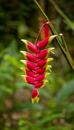 Tropical Hawaiian Flowers Flower Meanings Pictures And Photos