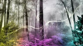 Enchanted Forest Wallpaper HD Net