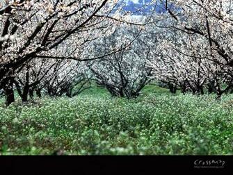Spring Wallpaper For Desktop Originals Offers