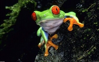 Cute Frog Wallpaper Open Walls