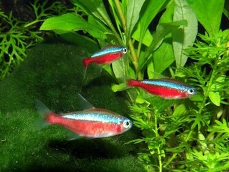Freshwater Fish Wallpaper HD Background