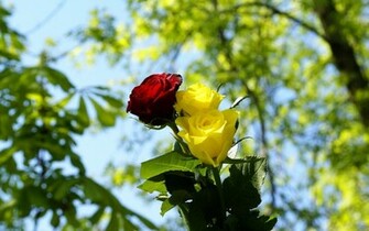 Yellow Rose Flower Wallpaper Weddingdressin