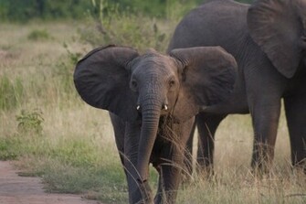 African Elephant Baby