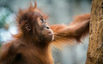 Animal Orangutan Wallpaper