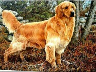 Golden Retriever Wallpaper