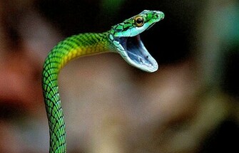 Black Mamba Snake Wallpaper HD Image New