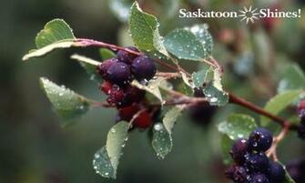 Saskatoon Bayas Wallpaper