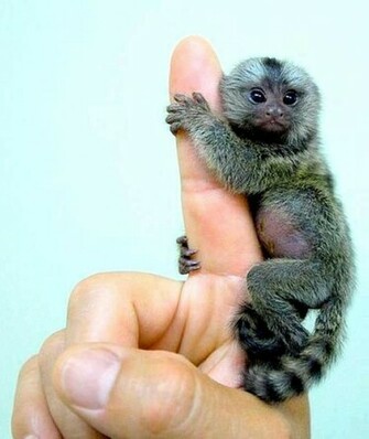 The Finger Monkey Most Beautiful S
