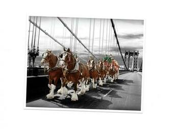 Budweiser Clydesdales