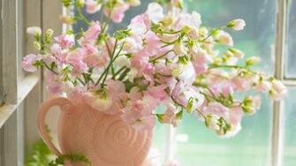 Flowers Image Flower Wallpaper Photos