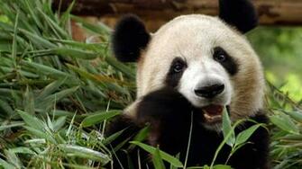 Panda Wallpaper Top Best Of Cute Bear