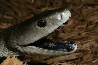 Top Most Dangerous Black Mamba Snake Wallpaper In HD HDhut