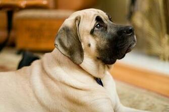 Cute English Mastiff Wallpaper Dogvacay Official