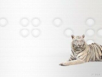 White Tiger Wallpaper HD In Animals Imageci