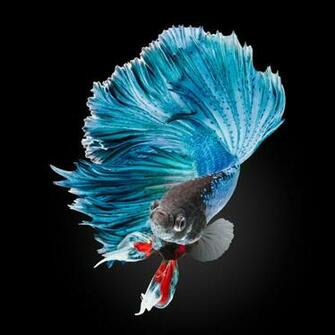 S Favourites Nobody Animals Fishes