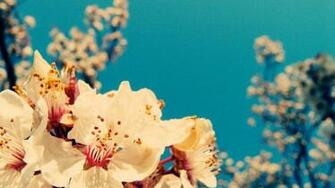 Vintage Flowers Wallpaper