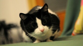 Cats Black And White Cat With Resolutions Pixel