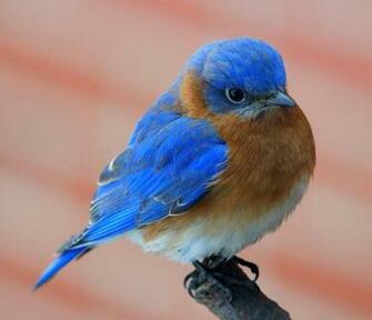 Blue Bird Wallpaper Image