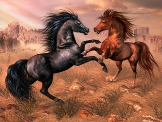 Arabian Horses Wallpaper