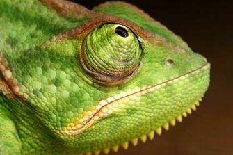 Veiled Chameleon Yemen By Macrojunkie
