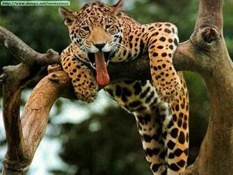 Fotos De Leopardos Guepardos Y Jaguares Ii