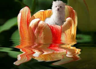 Like Thumbelina Wallpaper