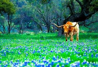 Longhorn In Bluebonnets This Was Found On The Willow