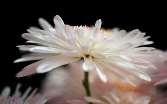 Mooie Chrysant Bloemen Wallpaper X Achtergrond