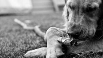 Black And White Dog Wallpaper The Quotes Land