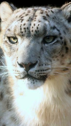 White Tiger iPhone Wallpaper Top