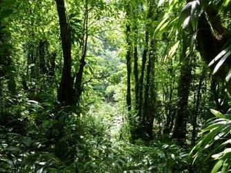Rain Forest Background