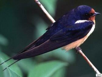 Swallow Wallpaper Animals Town